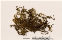 藏品(亞反葉反葉粗蔓苔)的圖片